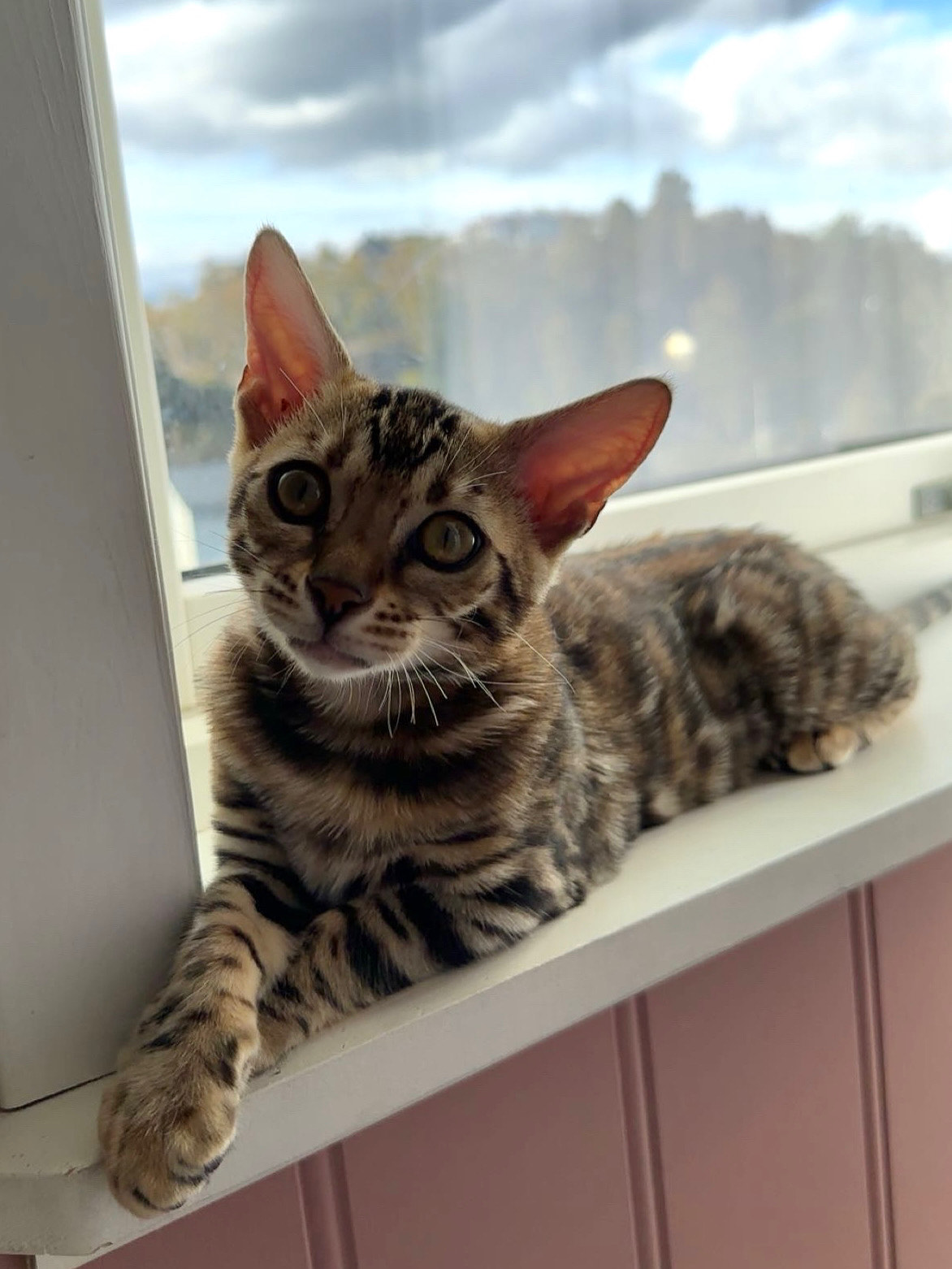 Amira, Bengal