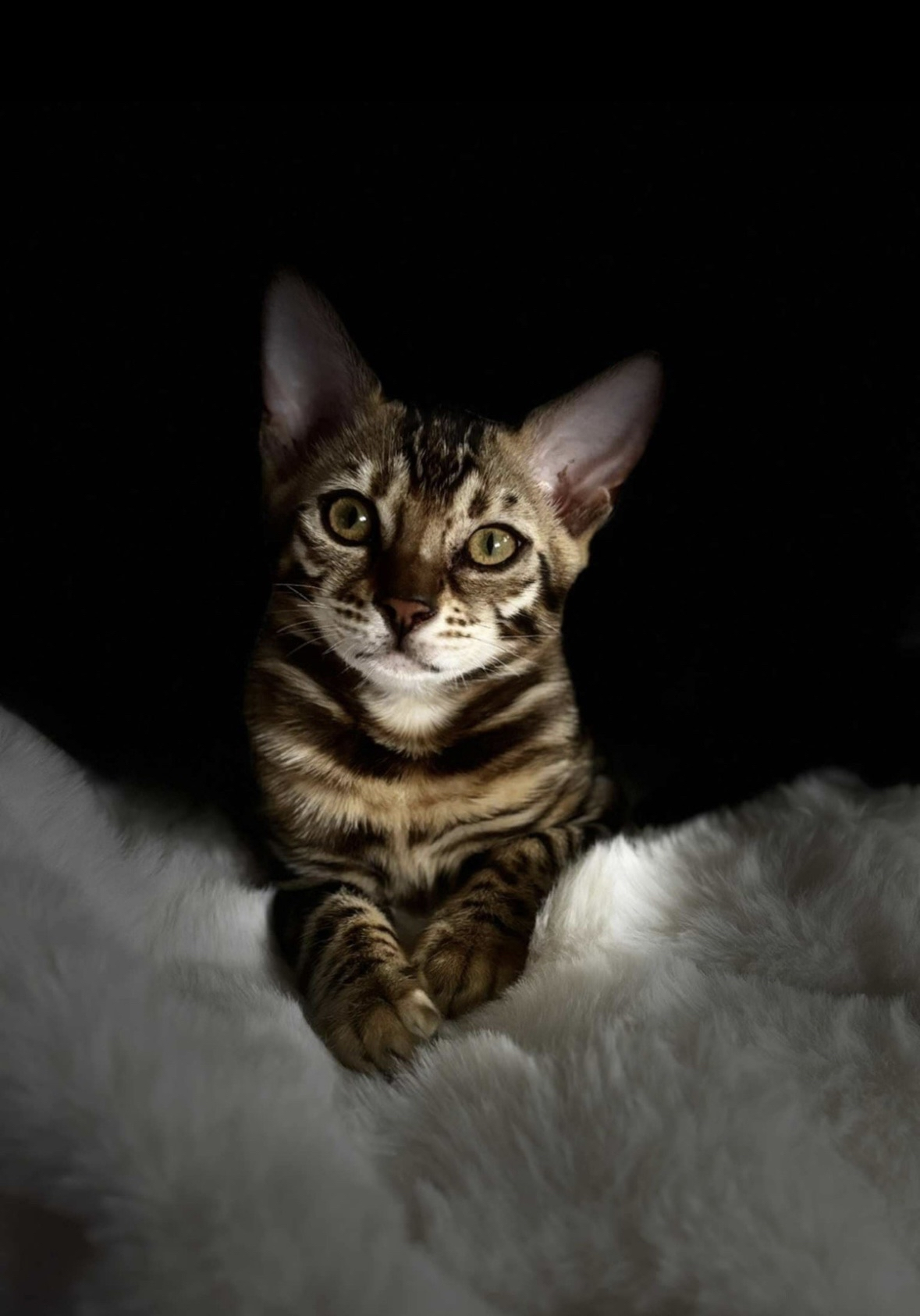 Amira