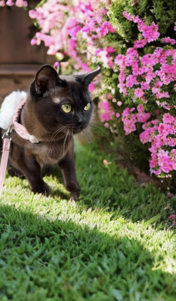 Katt blant blomster