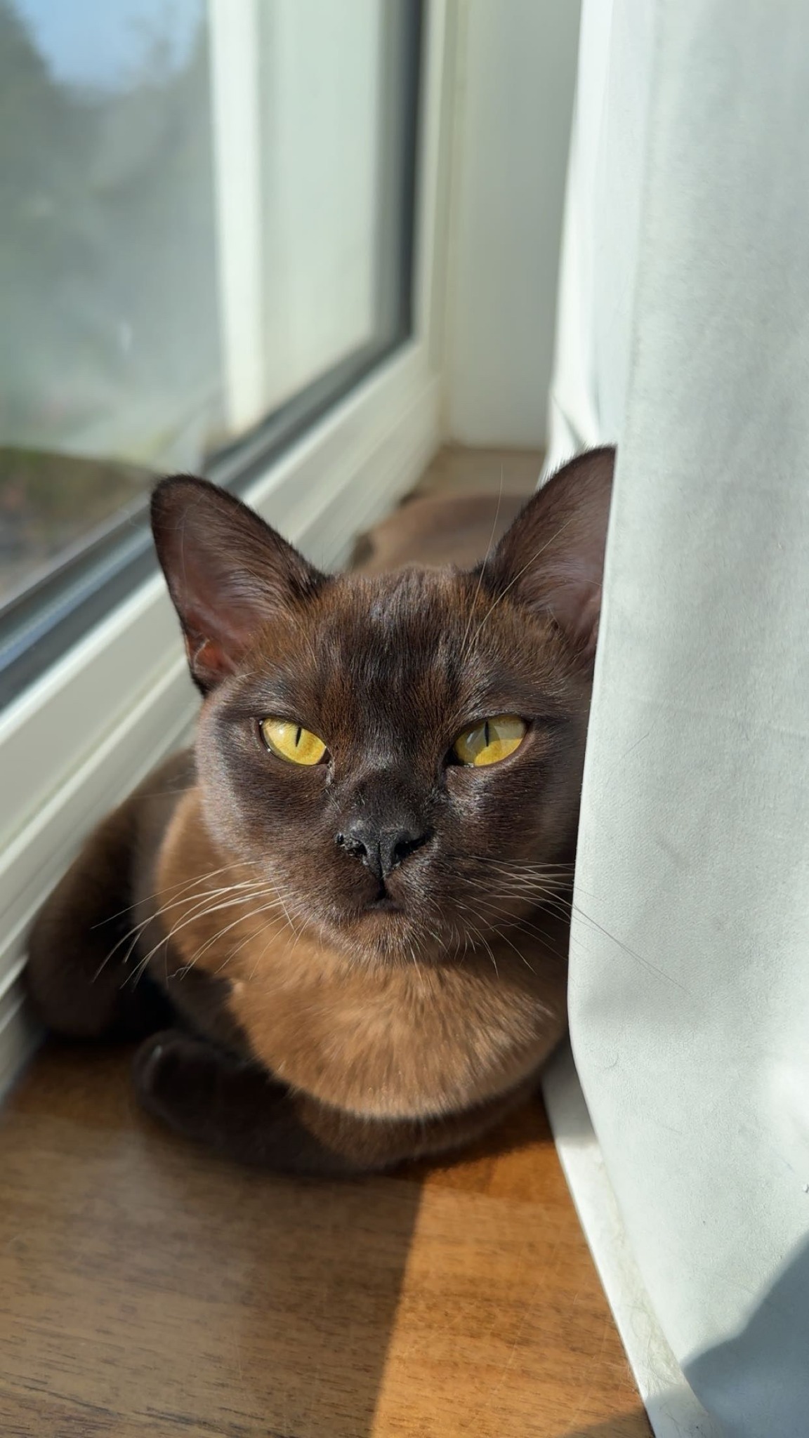 Nova