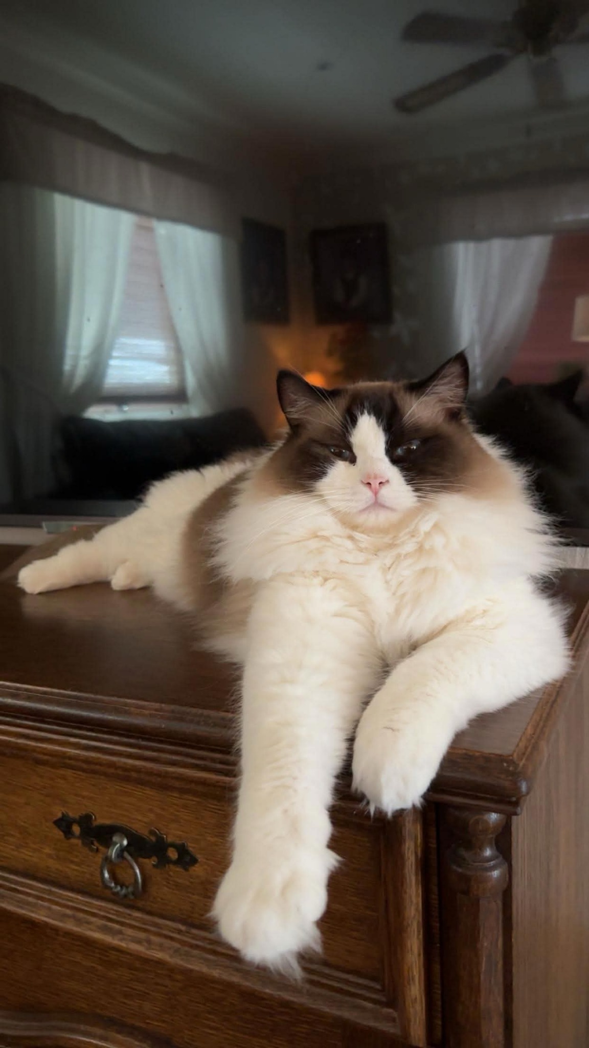 Silas, Ragdoll